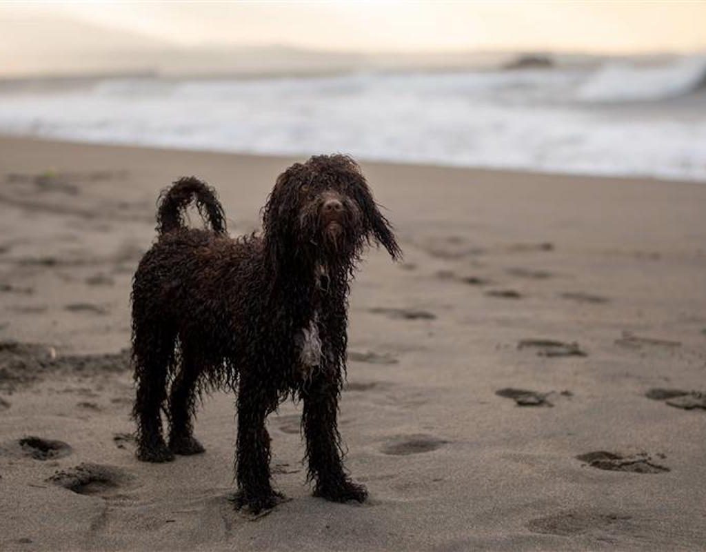 A wet Irish water spaniel standing on the beach