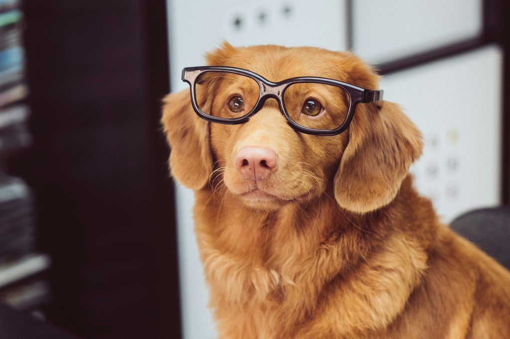 A Nova Scotia Duck Tolling Retriever wearing glasses