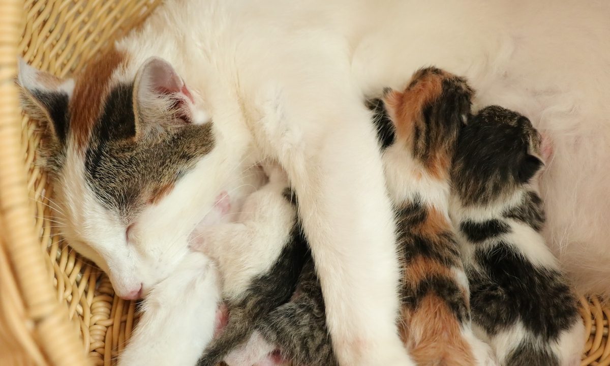 Mother calico cat nurses kittens
