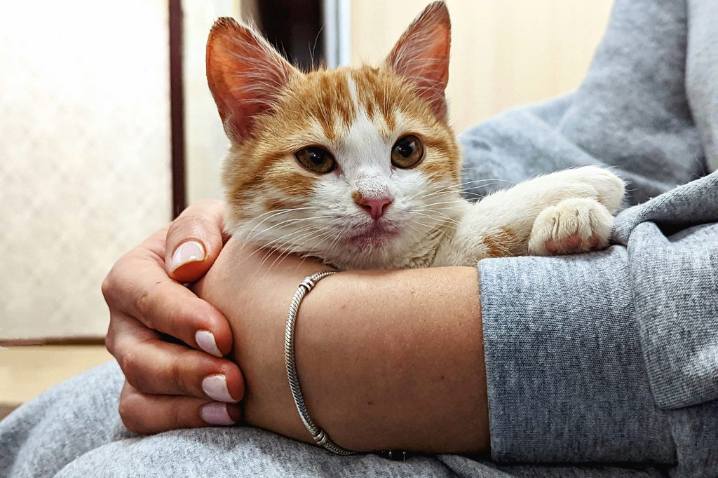 An orange and white tabby cat sits on a person's lap