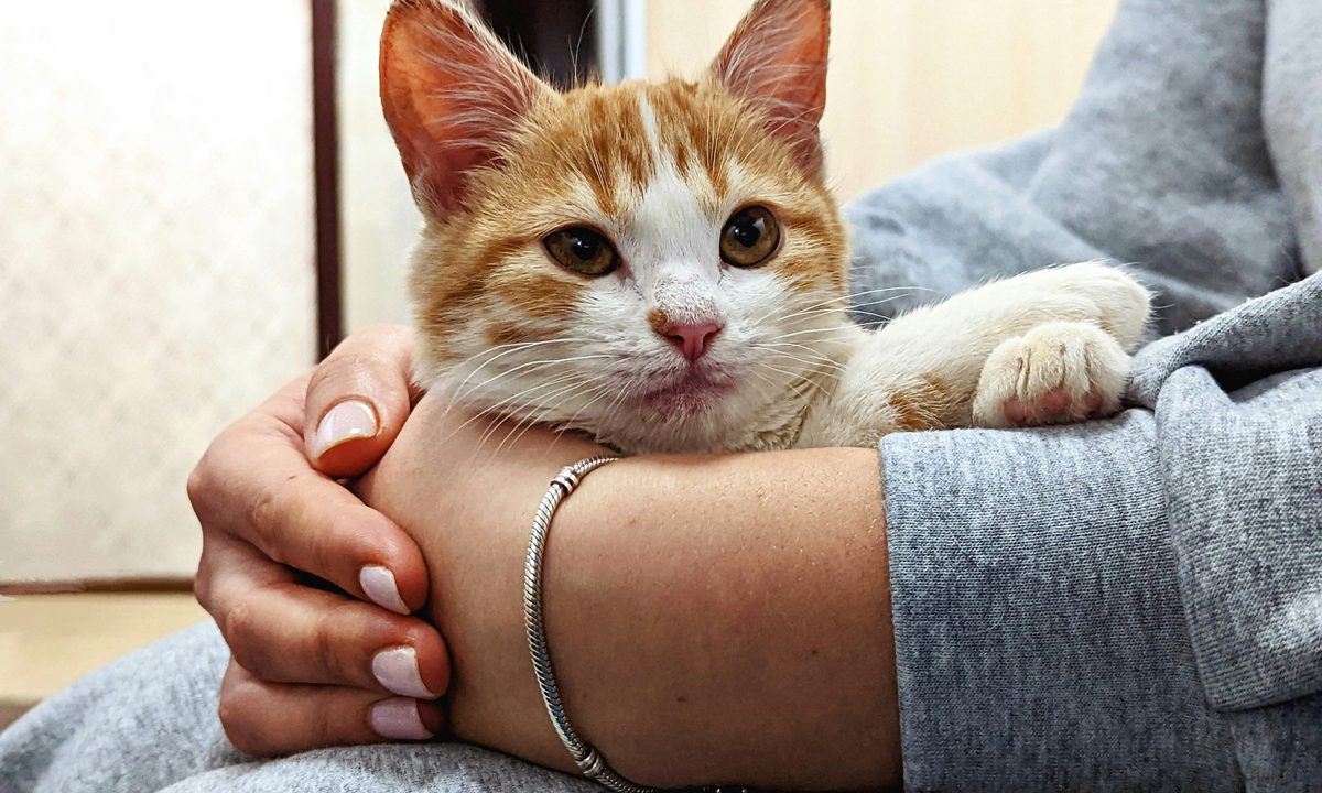 An orange and white tabby cat sits on a person's lap