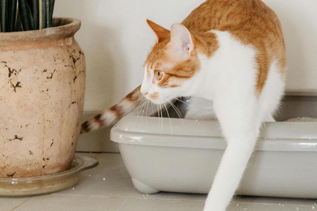 A white and orange cat steps out of a litter box
