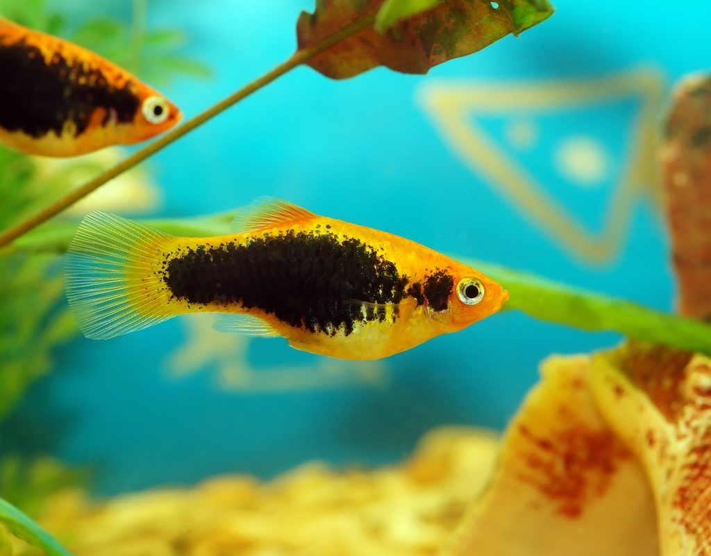 Two platy fish swimming in a tank with plants
