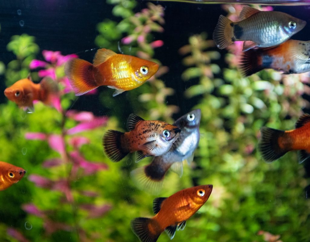 Platy fish in a tank