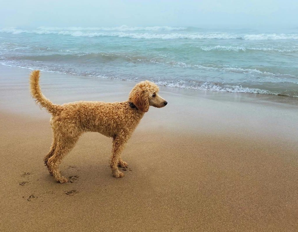 A standard poodle standing on the sand in front of the ocean