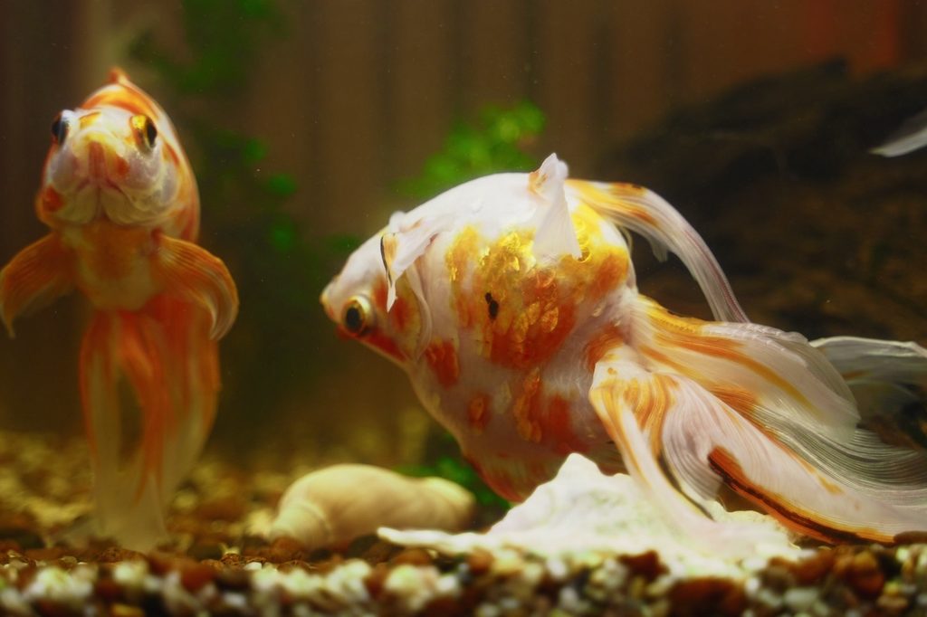 Sick goldfish swims upside down in aquarium