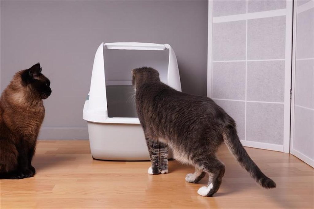 Two cats stand next to a litterbox