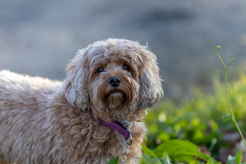 a cavapoo dog on the lawn with purple collar looking at camera