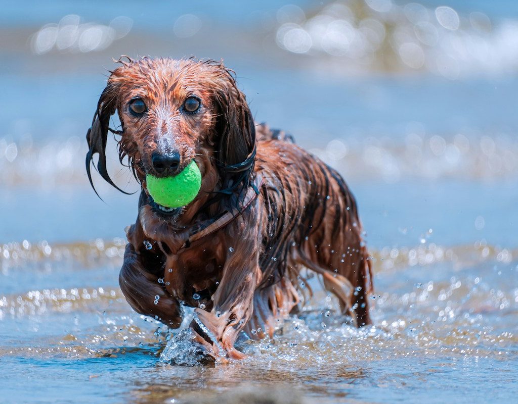 A wet dachshund dog holding a ball in their mouth stands in the water