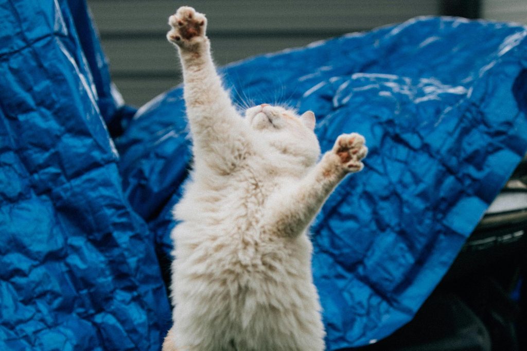 A white cat jumps and reaches up