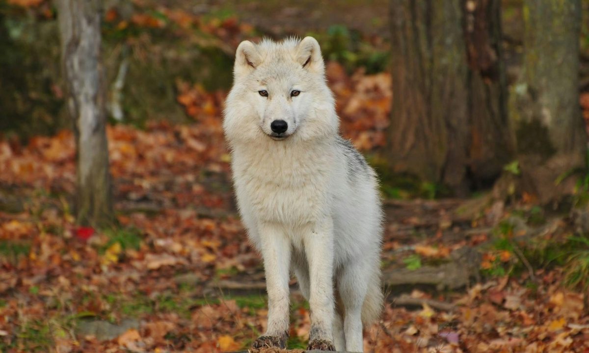 A wolf in the forest surrounded by colorful leaves