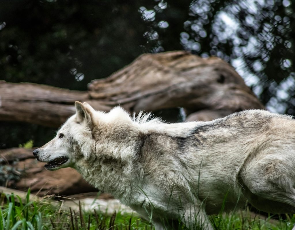 A wolf runs through the woods