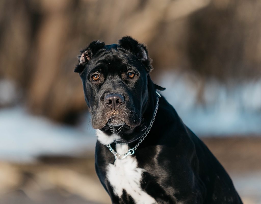 An American bandog puppy sits on the street in the spring