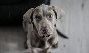 Black puppy on the floor looking up