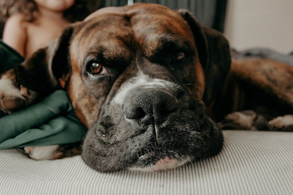 Close up of Boxer's snout