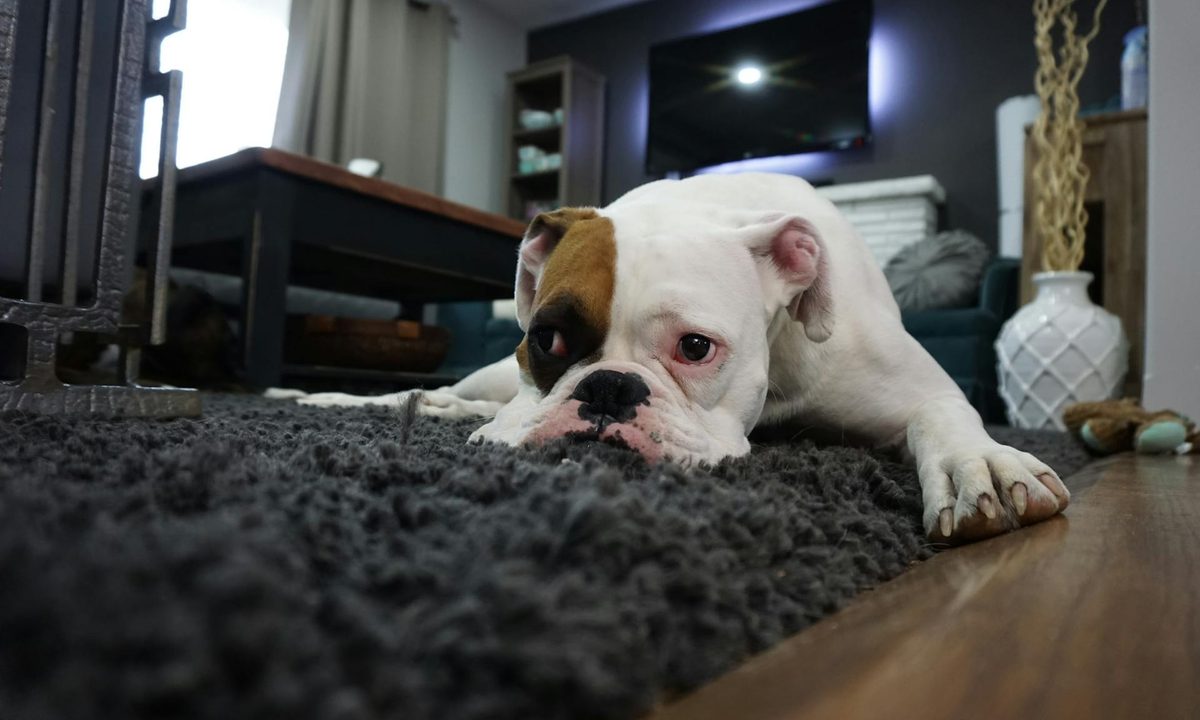 bulldog lying on gray carpet looking sad and sick