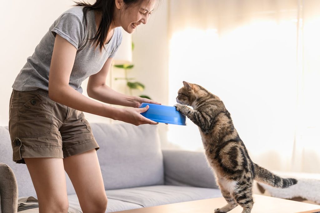 a gray cat jumping to eat from blue bowl held by woman in shorts