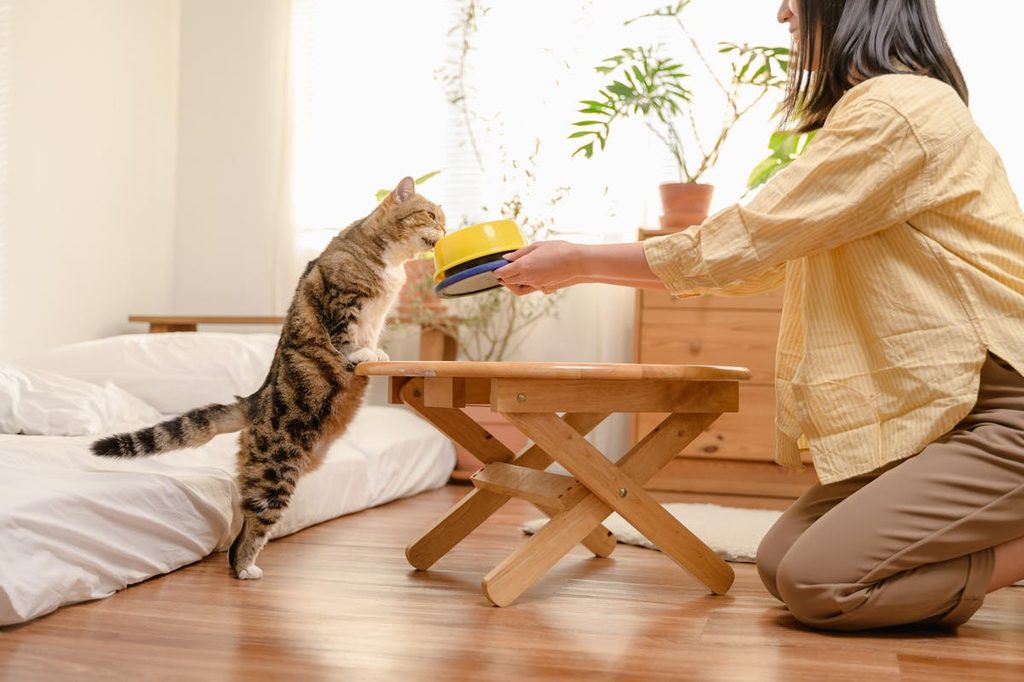 cat eating food out of bowl woman is holding over wooden table