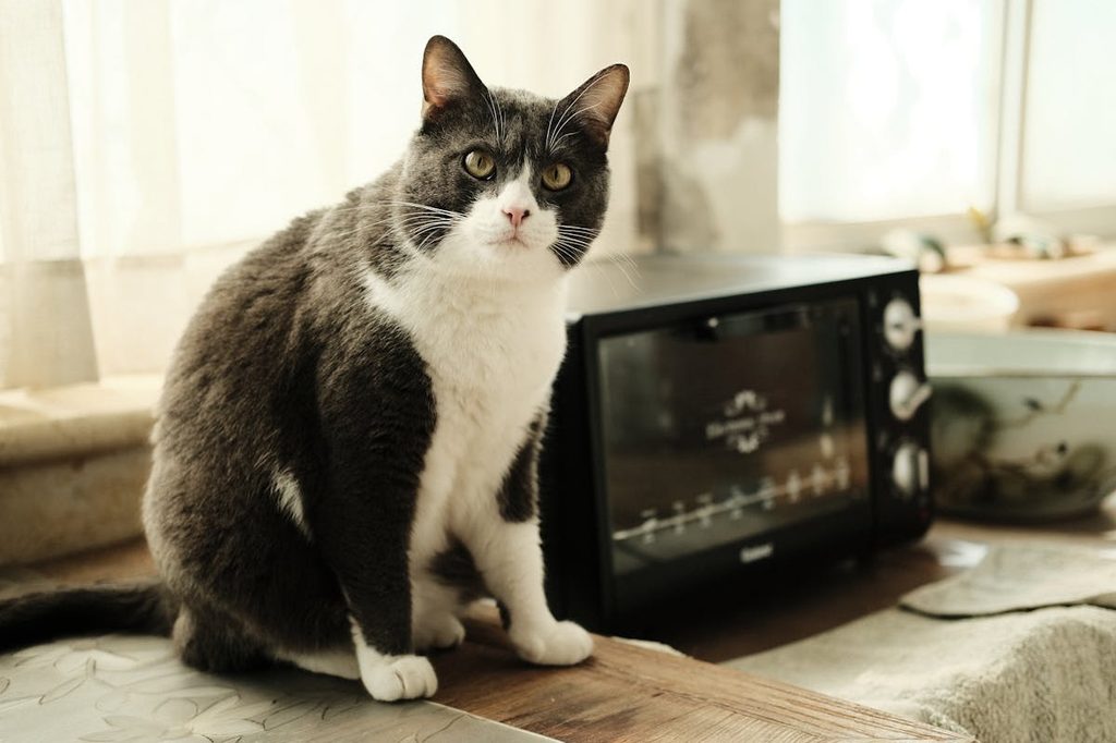tuxedo cat sitting by toaster on cutting board