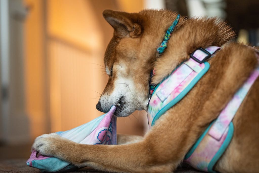 a dog chewing on a pink-blue ball