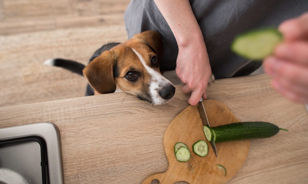 Beagle dog asks for cucumber in the kitchen