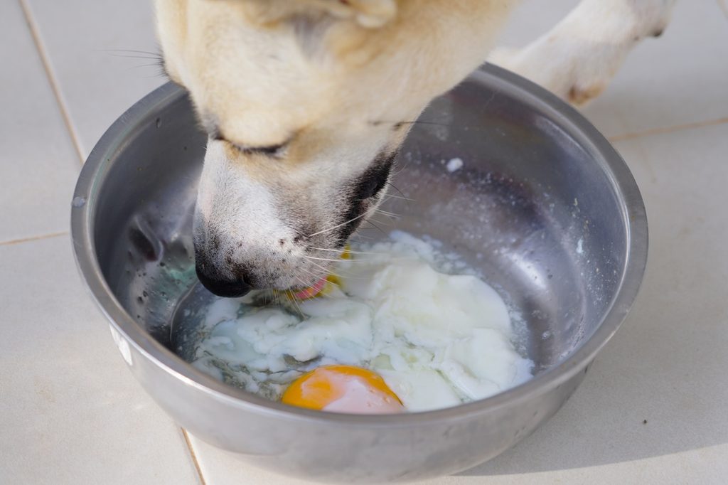 A dog eat soft-boiled eggs in the bowl