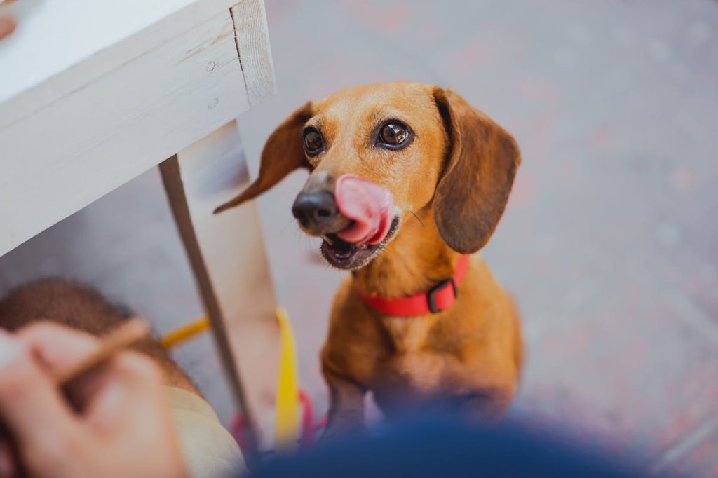 portrait of Dachsund in focus licking lips on hind legs