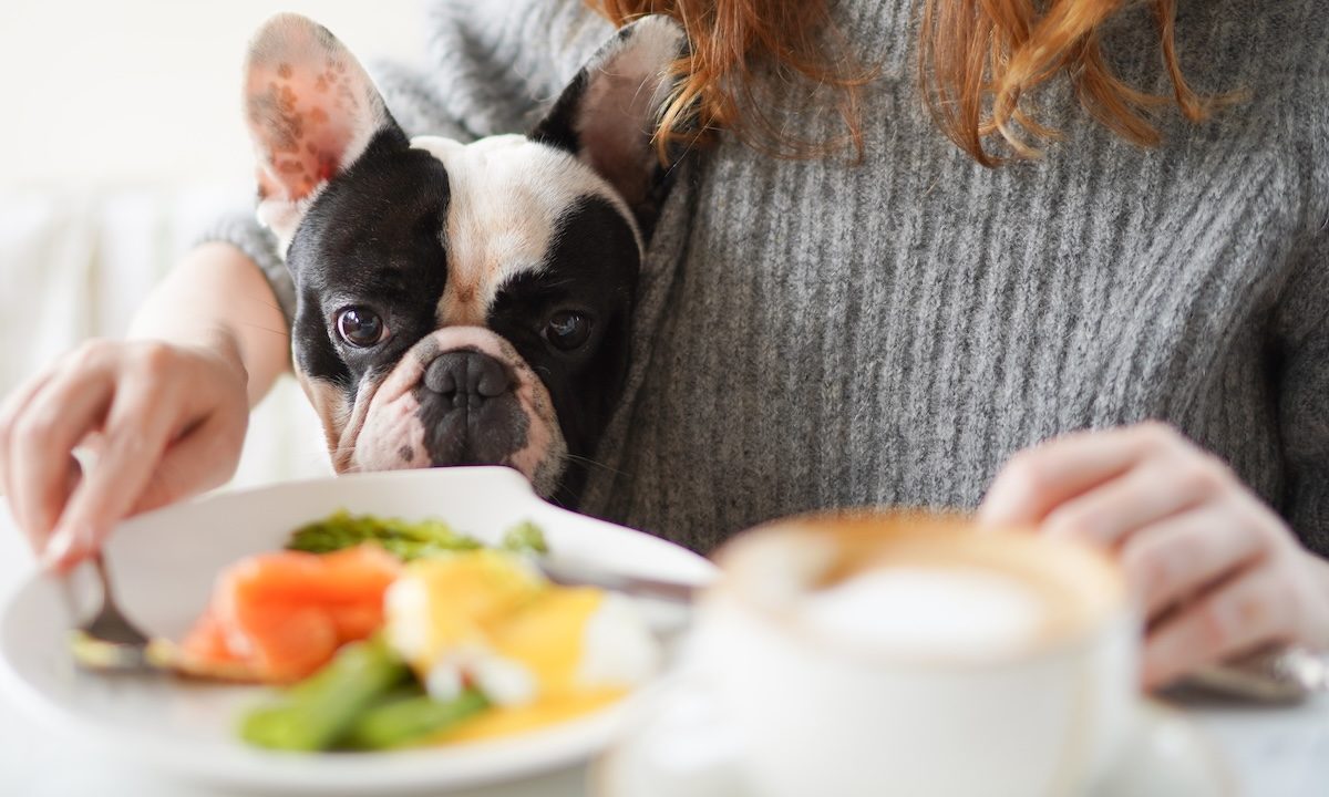 Cute french bulldog sits close to his human and looks on the breakfast plate