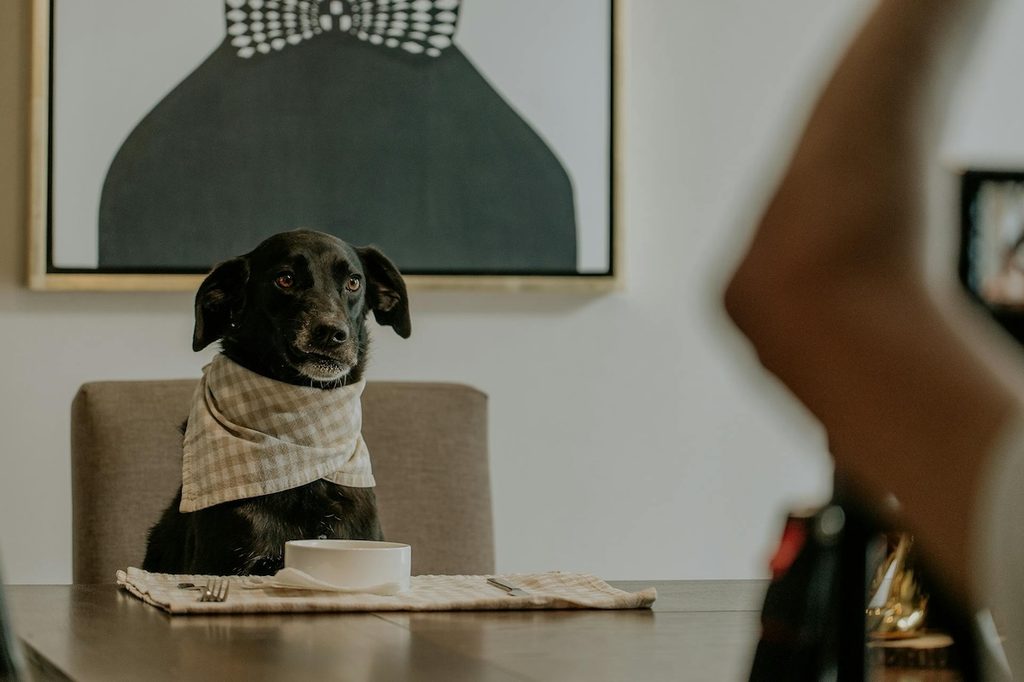 dog sitting at table with napkin around collar