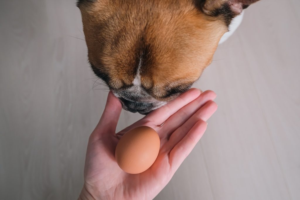 A dog stares curiously at a chicken egg