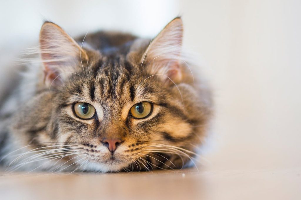 Large silver tabby looking at camera