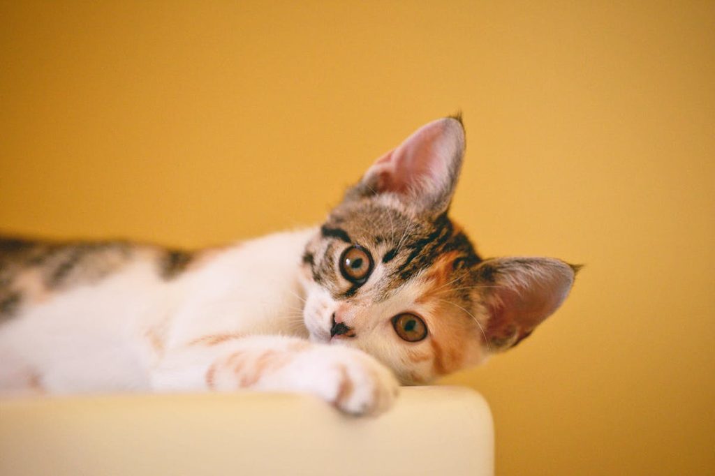 a brown and white cat at top of cat tree