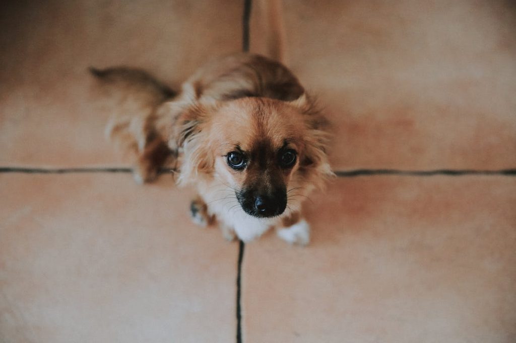 small light brown dog with black nose looking up