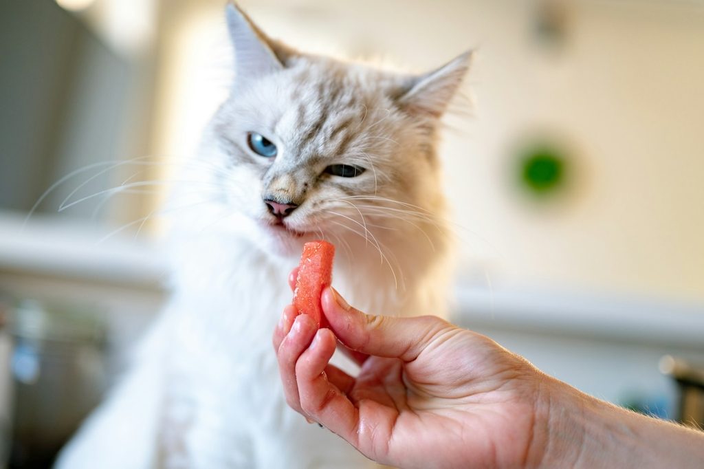 white cat eating stick treat