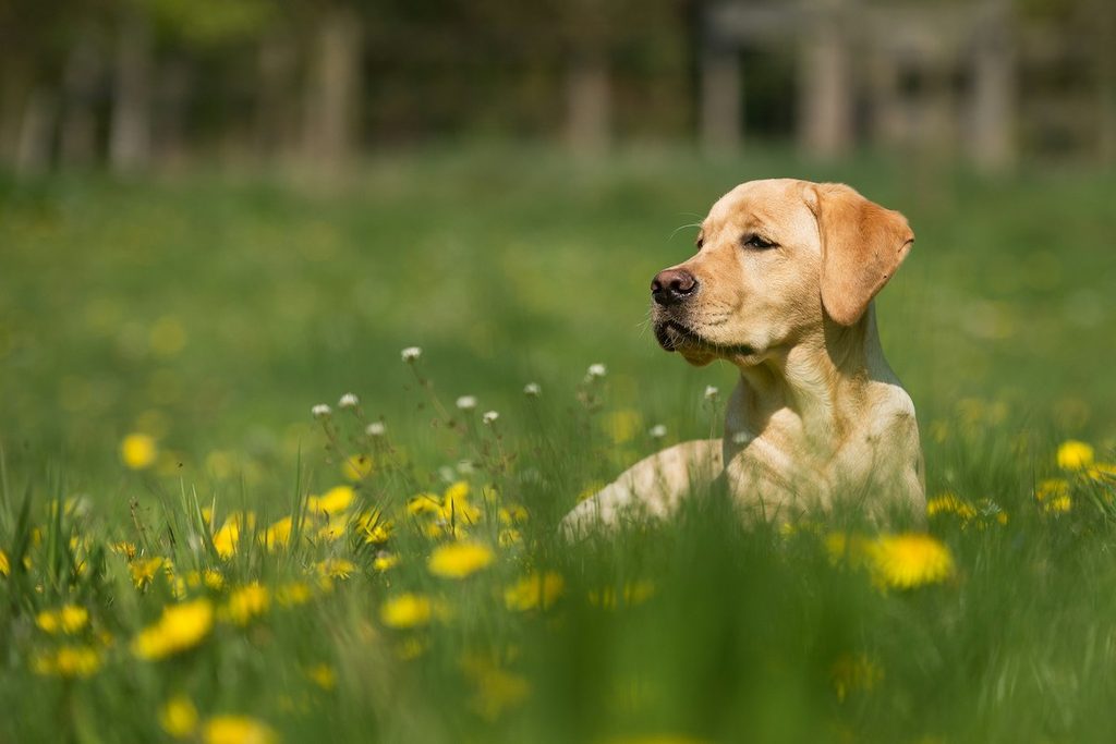 Yellow Labrador Retriever in grassy field with yellow flowers