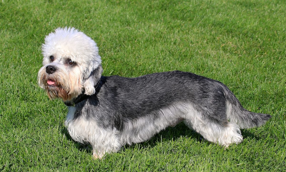 Funny Dandie Dinmont Terrier in a garden