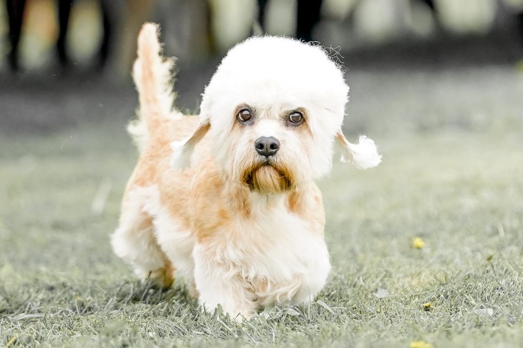 Dandie Dinmont Terrier dog walking in a field on a bright sunny day