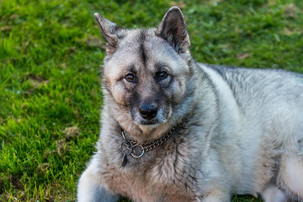 Norwegian Elkhound in grass