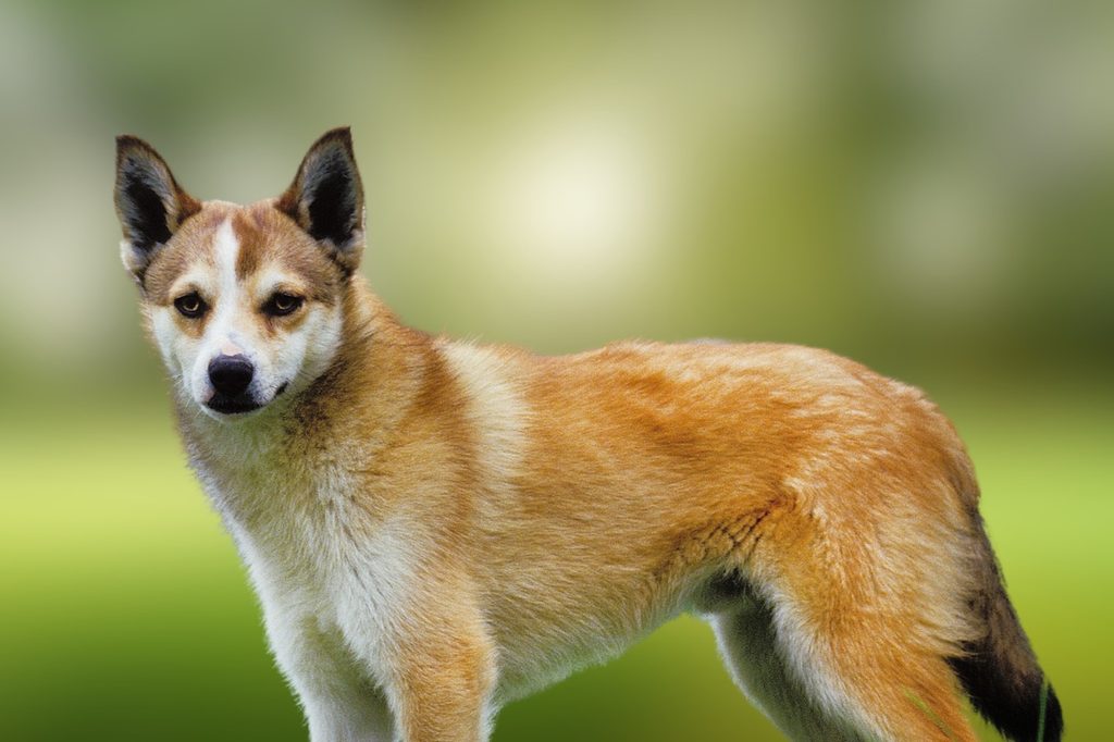 The Norwegian Lundehund is a small dog breed of the Spitz type that originates from Norway