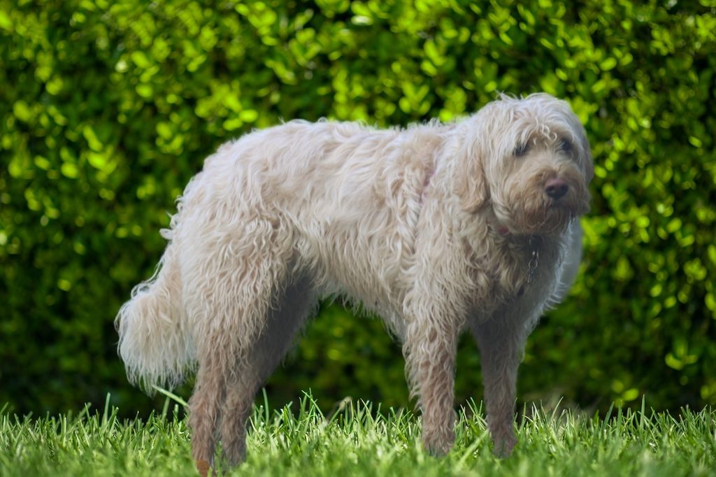 Otter hound standing outside in the grass