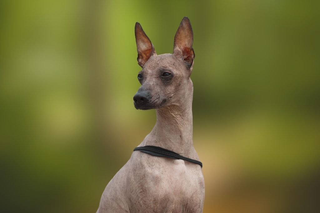The Peruvian Inca Orchid is one of several breeds of hairless dog