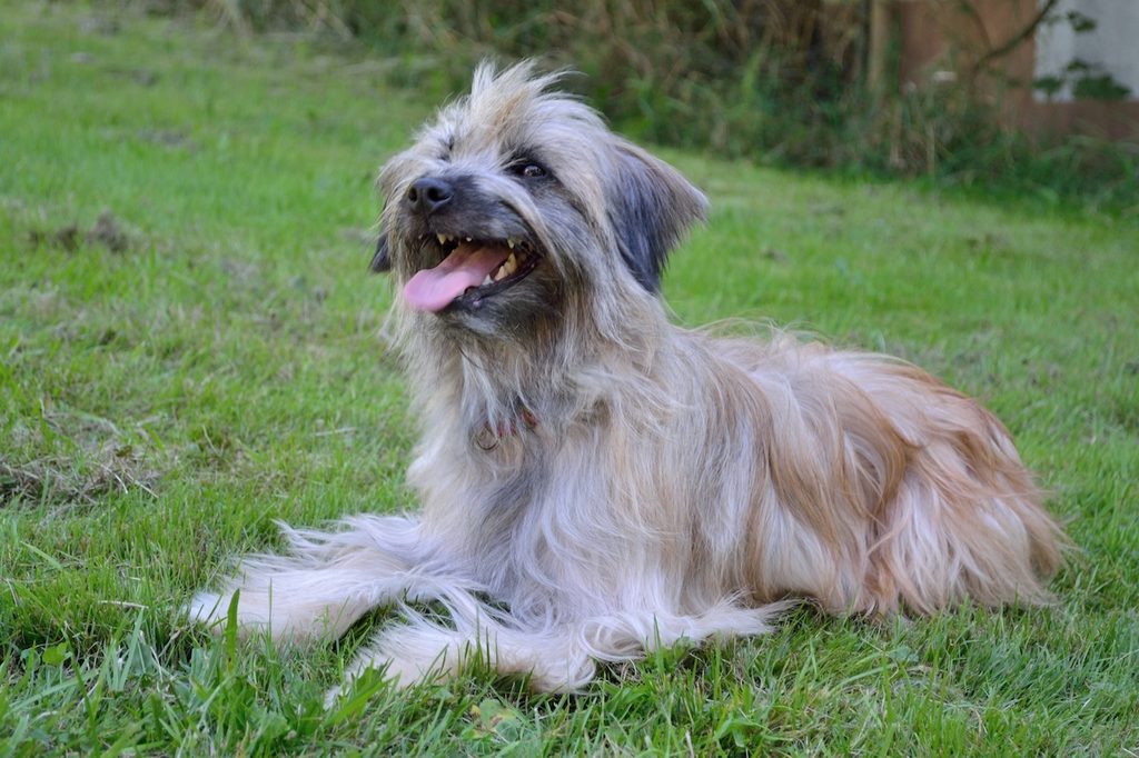 Long-haired Pyrenean shepherd dog panting in the meadow