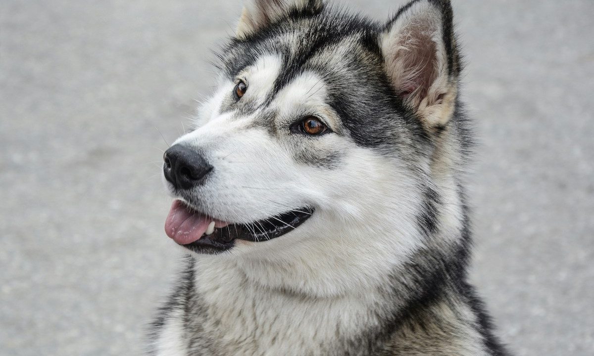Alaskan Malamute looking up