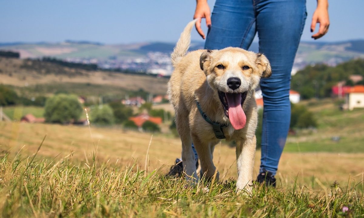 A dog and person walk on a hill