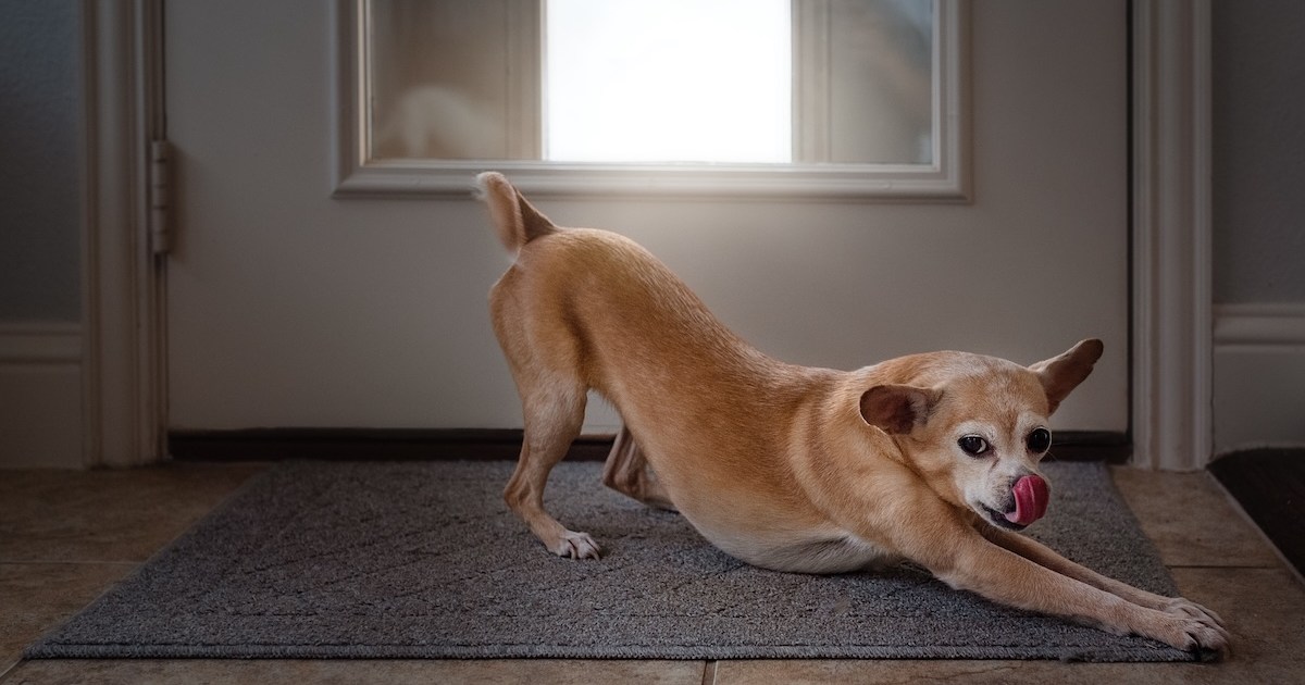 Why do dogs stretch when they see you? | PawTracks