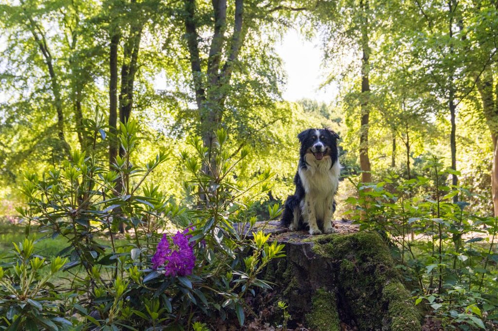 dog in woods looking at flower