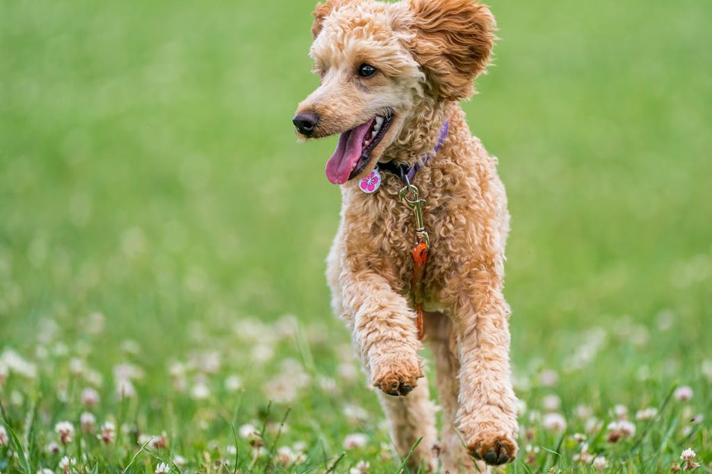 a curly-coated dog running in a field of flowers