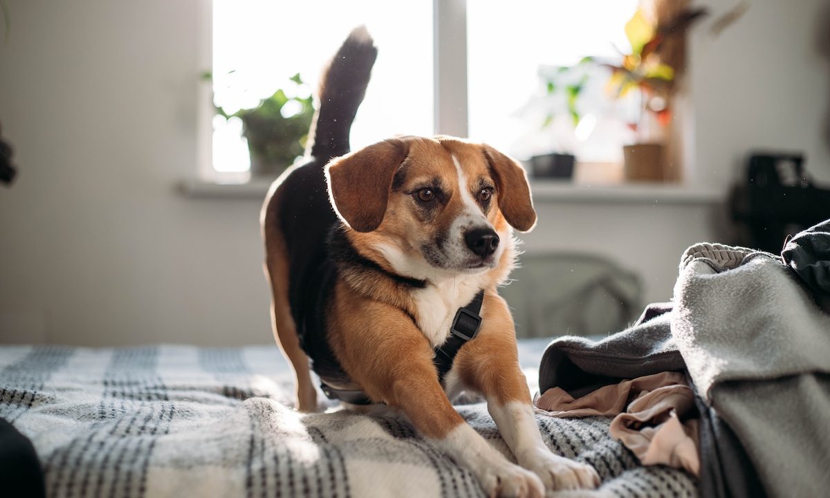Cute funny beagle dog stretches on the bed