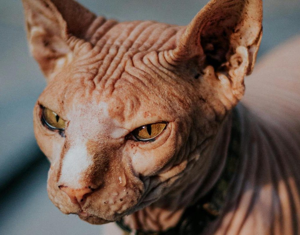 Hairless Donskoy cat