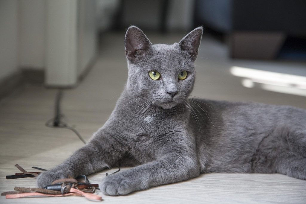 Gray cat with green eyes
